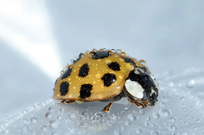 a ladybug sitting on top of a leaf covered in water droplets, a macro photograph, minimalism, white with black spots, it\'s raining, high res photo