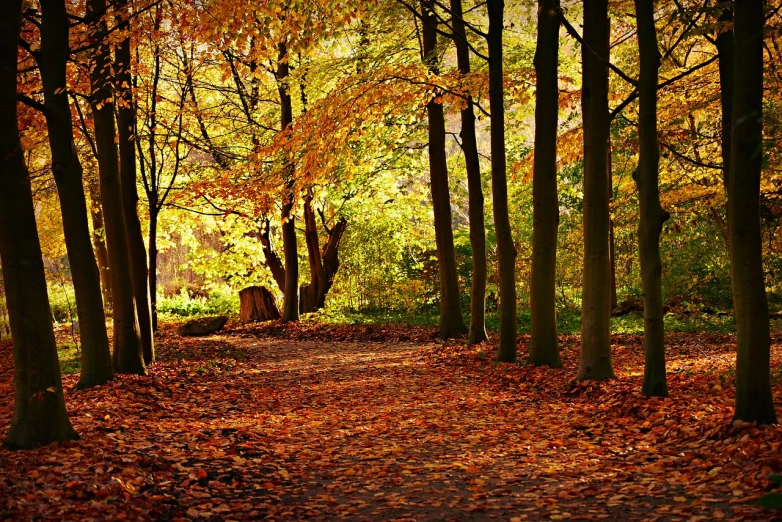 a forest filled with lots of trees covered in leaves, by Julian Allen, shutterstock, fine art, yorkshire, full of colour 8-w 1024, warm beautiful scene, great light and shadows”
