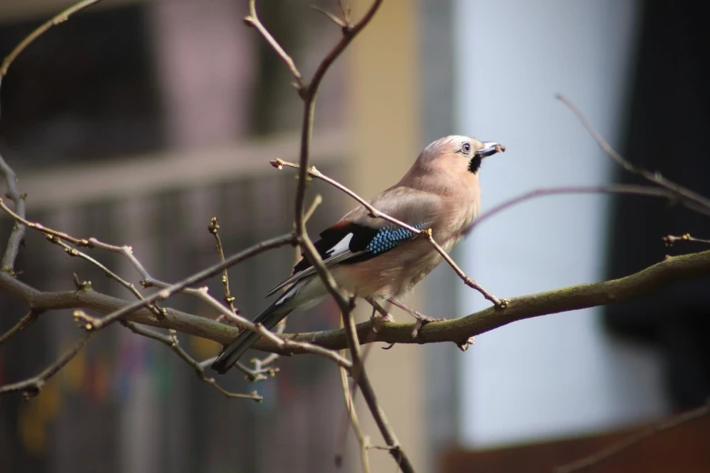 a bird sitting on top of a tree branch, a photo, inspired by Melchior d'Hondecoeter, flickr, eating outside, blue-eyed, in an urban setting, a bald