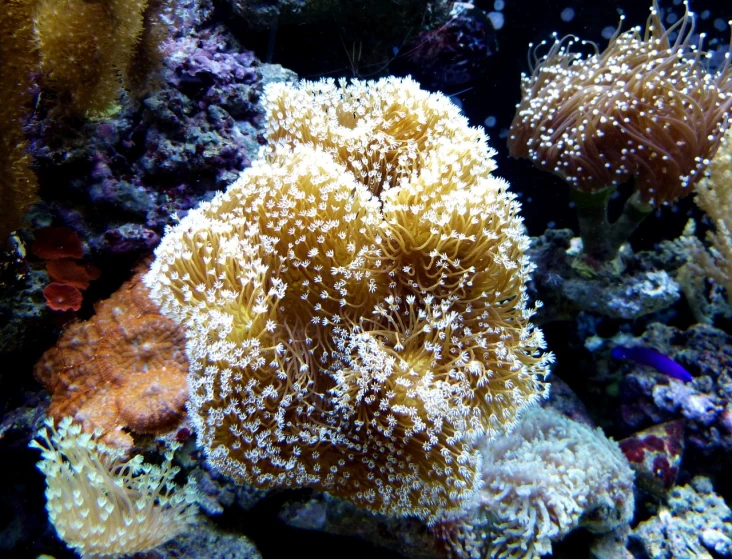 a group of sea anemons in an aquarium, flickr, romanticism, fungal polyps, corner, holiday season, complex pattern