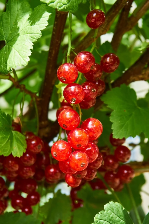 a bunch of red berries hanging from a tree, by Karl Völker, shutterstock, bauhaus, hot summer sun, transparent background, closeup photo, 💣 💥