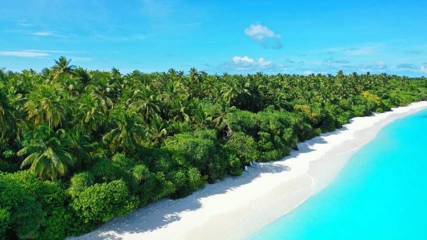an aerial view of a beach surrounded by palm trees, shutterstock, hurufiyya, in serene forest setting, maldives in background, h 7 0 4, overgrown with trees