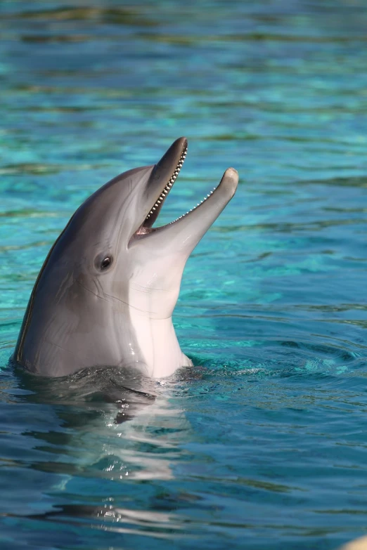 a dolphin with its mouth open in the water, shutterstock, hurufiyya, stockphoto, bahamas, shiny skin”, beautiful smooth oval head