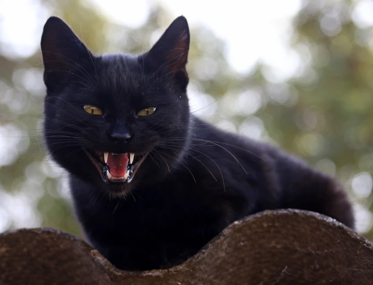 a black cat sitting on top of a rock, a picture, by Stefan Gierowski, shutterstock, evil smile showing fangs, photograph credit: ap, closeup. mouth open, a wooden