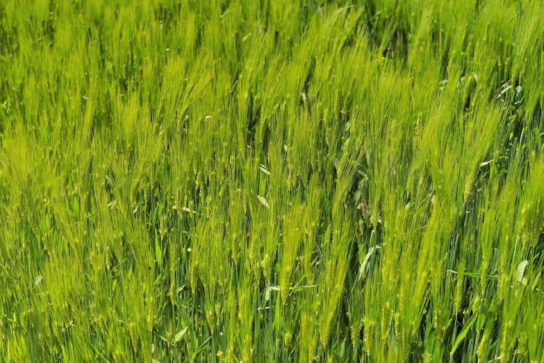 a close up of a field of green grass, by Richard Carline, wheat fields, malt, green, green wall