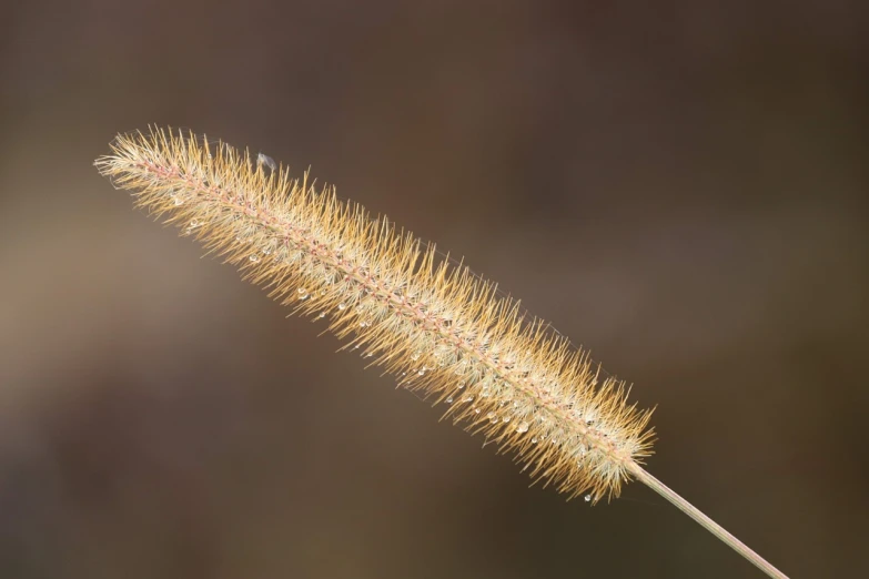 a close up of a plant with a blurry background, a macro photograph, hurufiyya, broad brush, single long stick, smooth golden skin, many small details