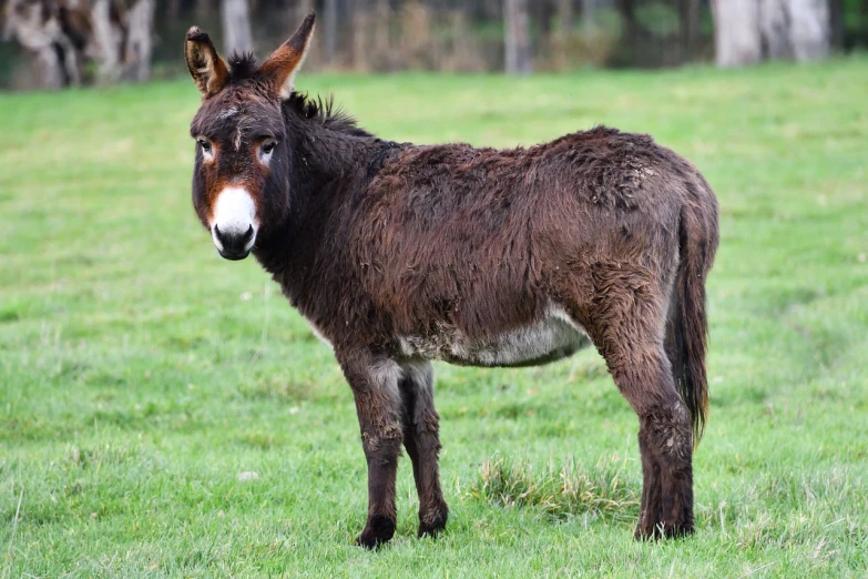 a donkey standing on top of a lush green field, a portrait, pixabay, mingei, furry brown body, with wet faces!!, 🦩🪐🐞👩🏻🦳, dressed casually