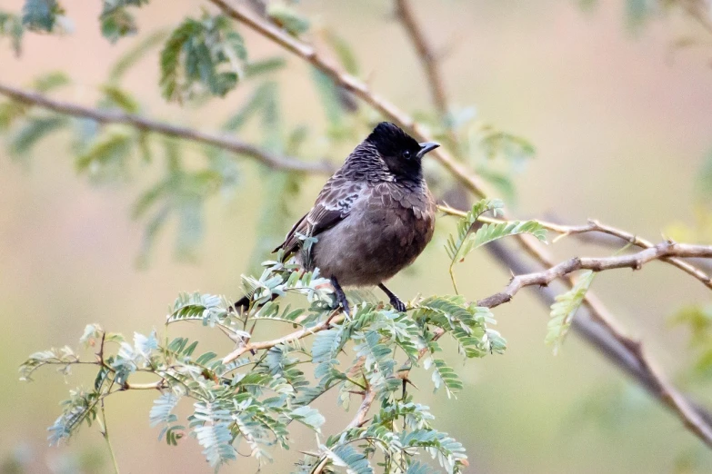 a black bird sitting on top of a tree branch, a portrait, mingei, bangalore, nitid and detailed background, black nose, young commoner