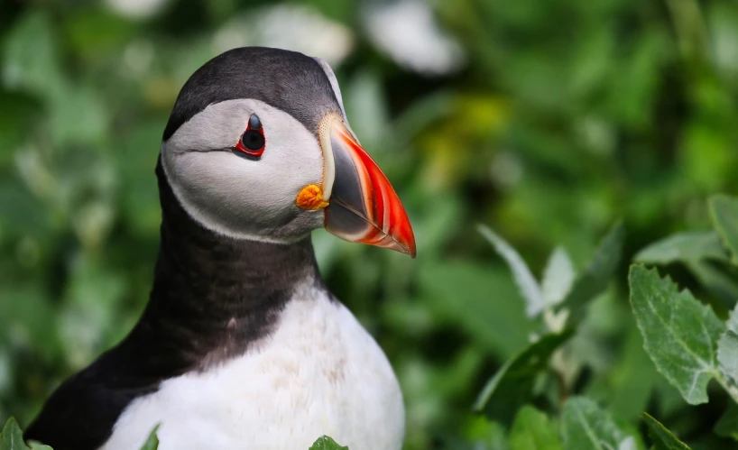 a close up of a bird with a red beak, by Paul Bird, happening, orkney islands, with a white nose, high quality wallpaper, giant eyes in the grass