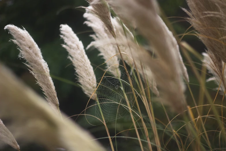 a close up of a bunch of tall grass, a macro photograph, naturalism, artificial spider web, feathers flying, large plants in the background, 33mm photo