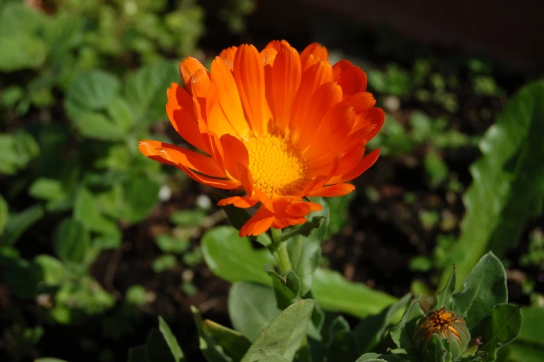 a close up of an orange flower in a garden, by Dietmar Damerau, hurufiyya, slightly sunny, marigold, 7 0 mm photo