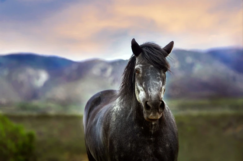 a horse standing in a field with mountains in the background, a portrait, shutterstock contest winner, baroque, wild black hair, !! looking at the camera!!, post processed denoised, dapple