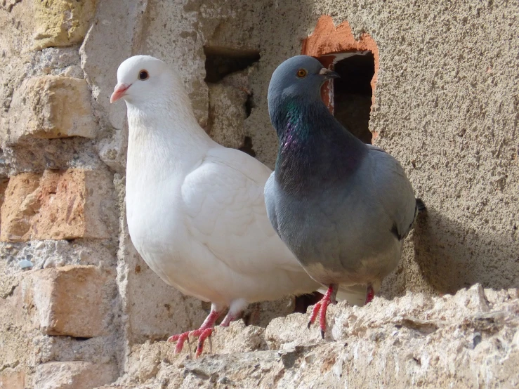 a couple of pigeons standing next to each other, a photo, renaissance, dove in an ear canal, enes dirig, vivid colors!, climbing