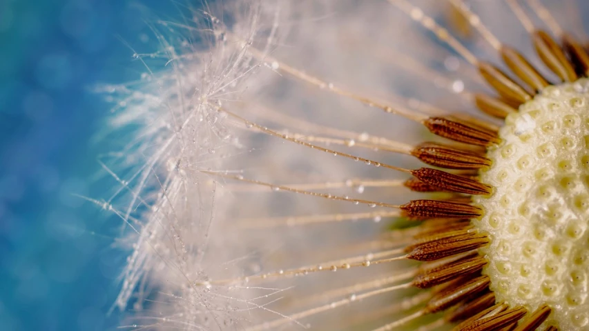 a close up of a dandelion with water droplets, by Matthias Weischer, unsplash, screen cap, high detail 4 k, feather, on a sunny day