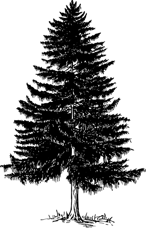 a black and white drawing of a pine tree, a woodcut, pixabay, a 15 foot tall, svg vector art, cel shaded vector art, .eps