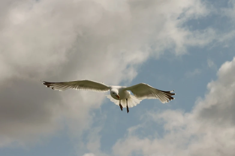 a white bird flying through a cloudy blue sky, a photo, by David Budd, worms eye view, taken with a pentax1000, seagull, hurricane