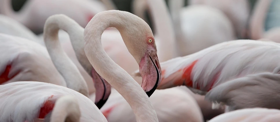 a flock of flamingos standing next to each other, a photo, by Egbert van der Poel, closeup at the face, andrzej marszalek, white and pink, focused on neck