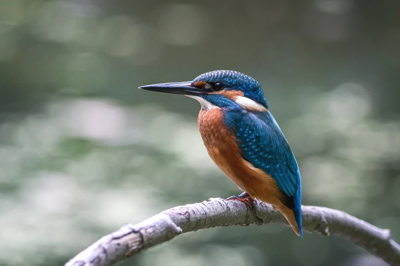 a blue and orange bird perched on a branch, a picture, by Dietmar Damerau, pexels, hurufiyya, gazing at the water, looking majestic in forest, teal color graded, stock photo