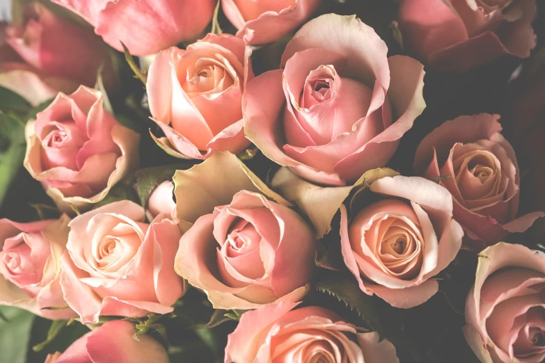 a close up of a bunch of pink roses, a picture, by Maksimilijan Vanka, shutterstock, vintage color, brown and pink color scheme, 🌸 🌼 💮, highly detailed close up shot