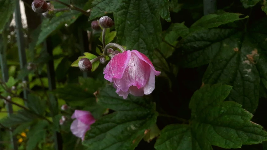 a close up of a pink flower on a plant, a picture, by Phyllis Ginger, sōsaku hanga, bells, raspberry, big overcast, tamborine