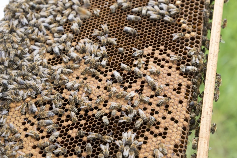 a beehive with a lot of bees on it, usa-sep 20, grey, panel