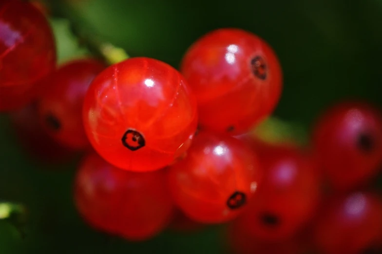 a close up of a bunch of red berries, by Anna Haifisch, flickr, hurufiyya, avatar image, macro photo, tarmo juhola, by rainer hosch