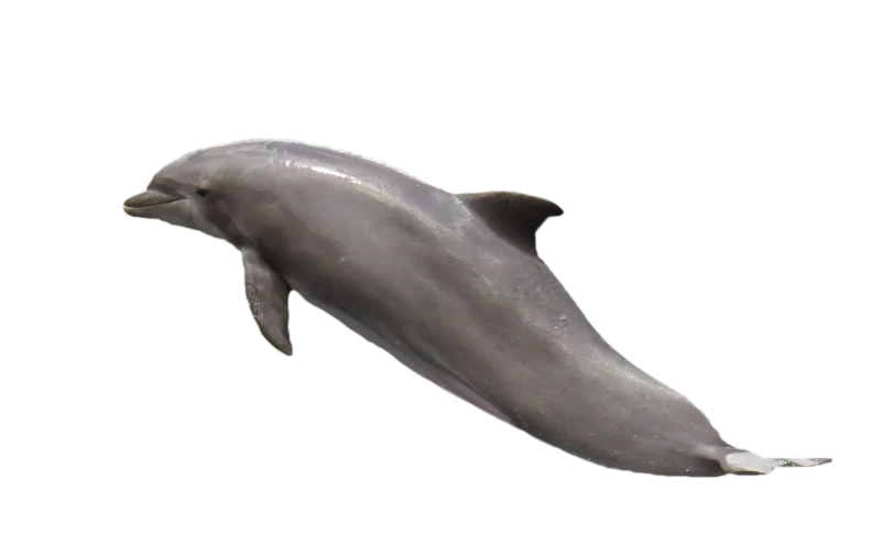 a close up of a dolphin on a black background, a raytraced image, by Julian Hatton, octanerender, 1128x191 resolution, zoomed out full body, dingy