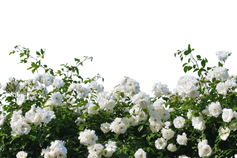 a bush of white flowers against a black background, a picture, romanticism, rose garden, background image, stereogram, rose-brambles