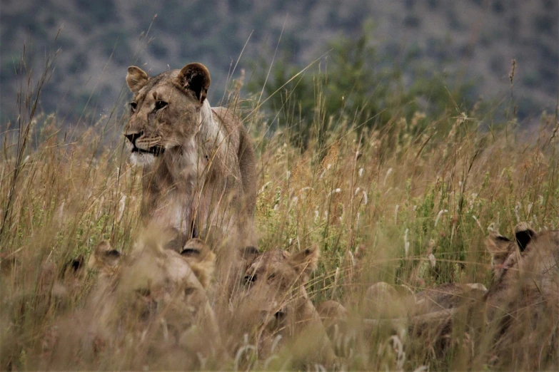 a couple of lions standing on top of a grass covered field, by Juergen von Huendeberg, flickr, princess in foreground, hiding in grass, bushveld background, cinematic still