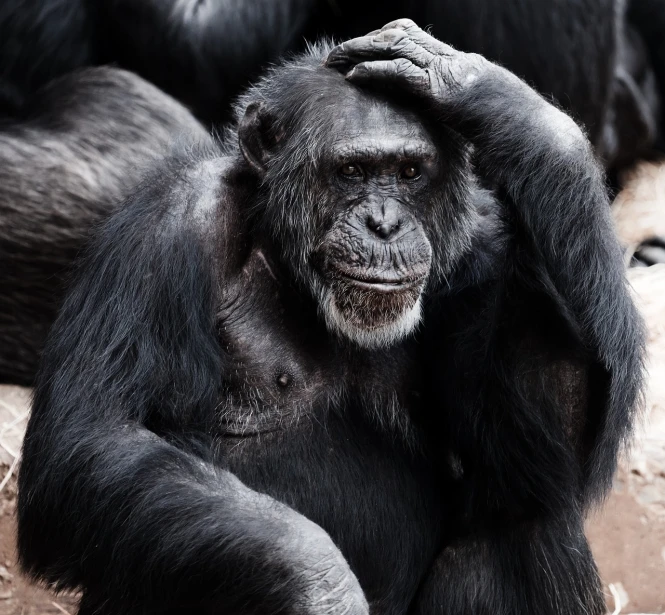 a chimpan is sitting on the ground with his hands on his head, by Alex Petruk APe, shutterstock, primitivism, black, self - satisfied smirk, brain, diana levin