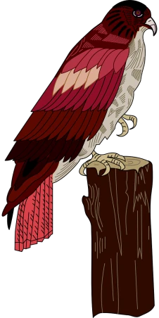 a red and white bird sitting on top of a tree stump, vector art, inspired by John James Audubon, sōsaku hanga, amoled, in the art style of quetzecoatl, view from side, colorised