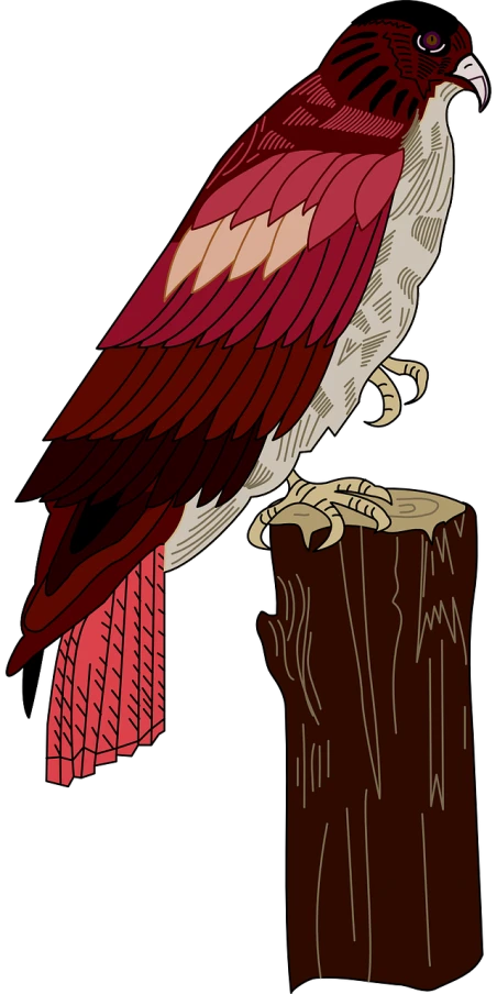 a red and white bird sitting on top of a tree stump, vector art, inspired by John James Audubon, sōsaku hanga, amoled, in the art style of quetzecoatl, view from side, colorised