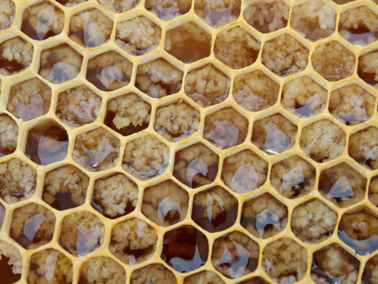 a close up of a honeycomb filled with honey, a microscopic photo, high quality product image”