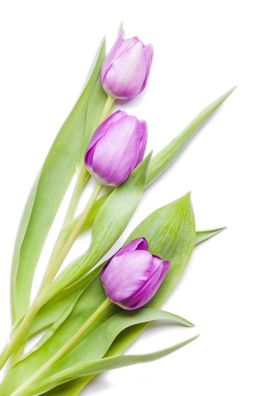 three purple tulips on a white background, shutterstock, from the elbow, high-resolution, ramps, discovered photo