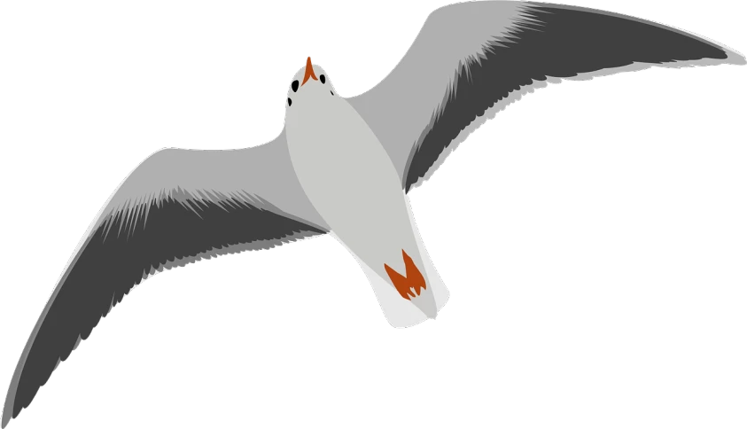 a bird that is flying in the air, an illustration of, pixabay, white muzzle and underside, with red glowing eyes, view from bottom, tourist photo