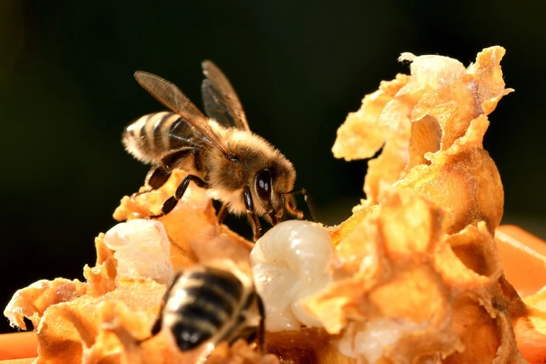 a couple of bees that are eating some food, a macro photograph, by Dietmar Damerau, shutterstock, resin, stock photo