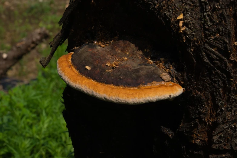 a close up of a mushroom on a tree, by Dietmar Damerau, flickr, hurufiyya, very rust, large tail, on a wooden plate, close photo