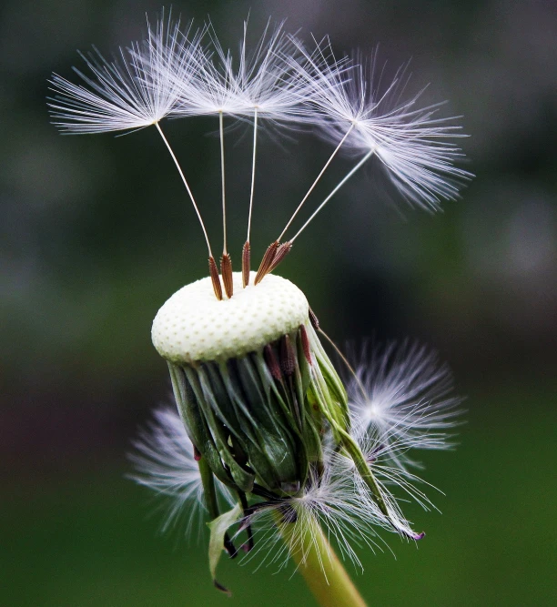 a close up of a dandelion with a blurry background, by Jan Rustem, hurufiyya, very funny, feathers raining, bouquet, most detailed