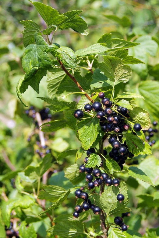 a close up of a bunch of berries on a tree, a digital rendering, by Dietmar Damerau, shutterstock, istockphoto, black sokkel, in summer, new hampshire