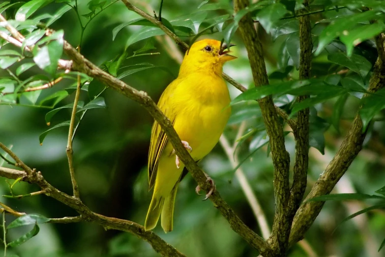 a yellow bird sitting on top of a tree branch, by David Budd, flickr, yawning, kuntilanak on bayan tree, sheltering under a leaf, louisiana