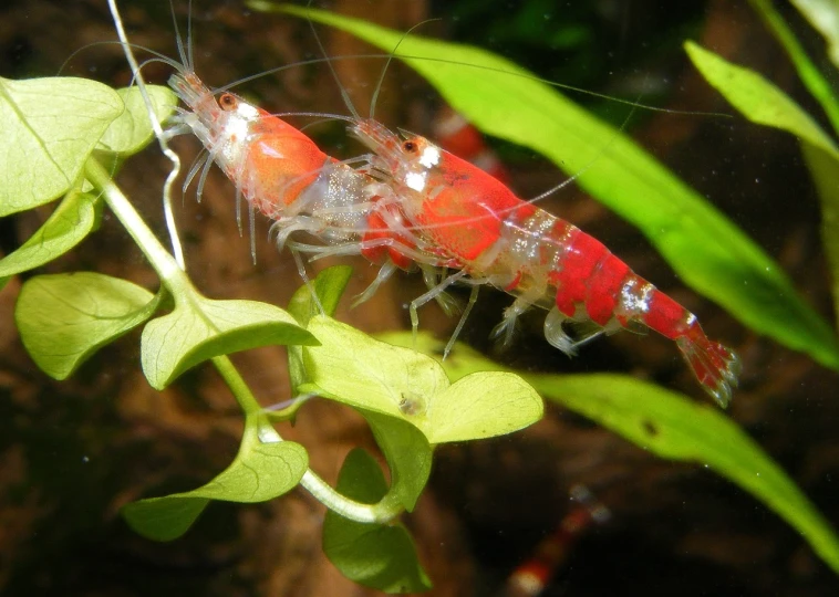 a close up of a shrimp on a plant, flickr, hurufiyya, two male, partially submerged, 2 years old, slightly red