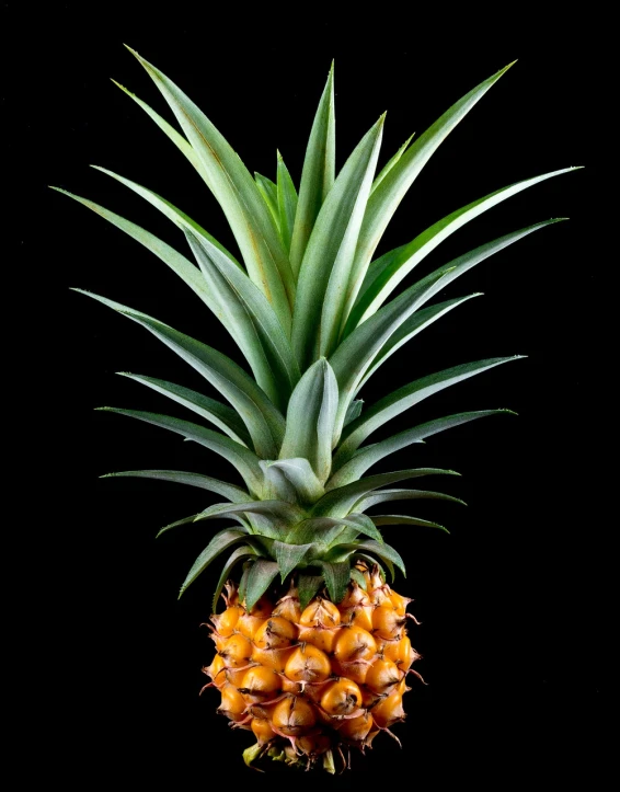 a close up of a pineapple on a black background, a portrait, hurufiyya, highly detailed product photo, miniature product photo