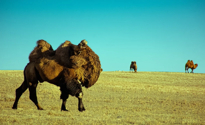 a camel walking across a dry grass covered field, a stock photo, unsplash, baroque, buffalo chase, facing off in a duel, photographed on ektachrome film, rocky foreground