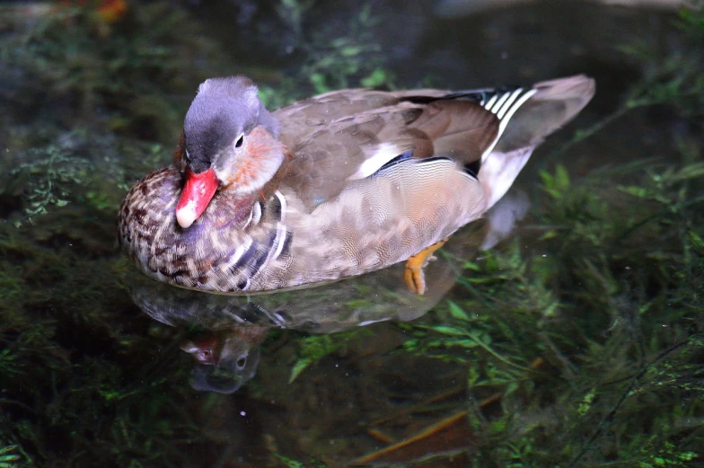 a duck that is floating in some water, by Jacob Duck, flickr, taken in zoo, purple. smooth shank, video, ultra detailed”