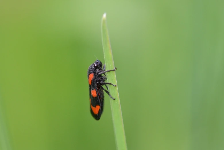 a close up of a bug on a blade of grass, hurufiyya, black and red, document photo