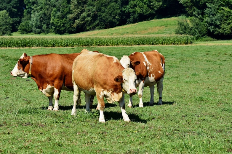 a group of cows standing on top of a lush green field, a picture, by Robert Zünd, shutterstock, well shaded, three animals, highly polished, ready to eat