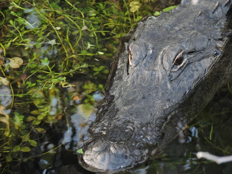 a close up of an alligator in a body of water, a portrait, by Linda Sutton, -h 1024, 2 0 1 0 photo, overgrown spamp, f / 1 6