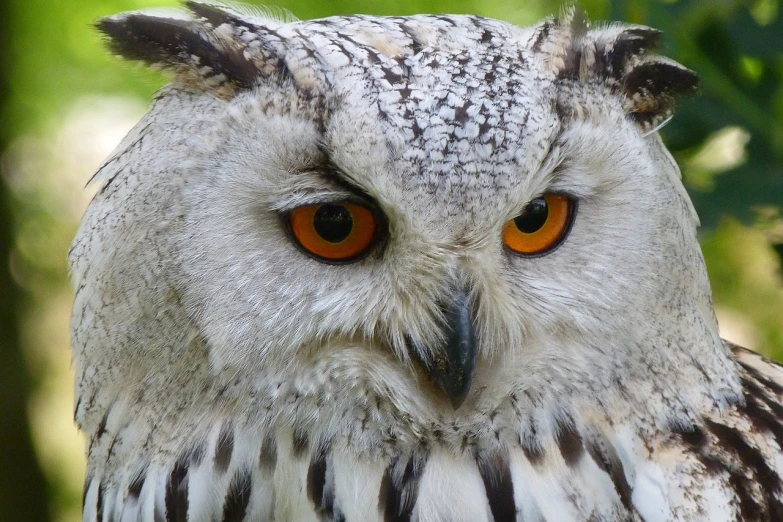 a close up of an owl with orange eyes, by Edward Corbett, serious business, fuzzy, white skin and reflective eyes, concentration
