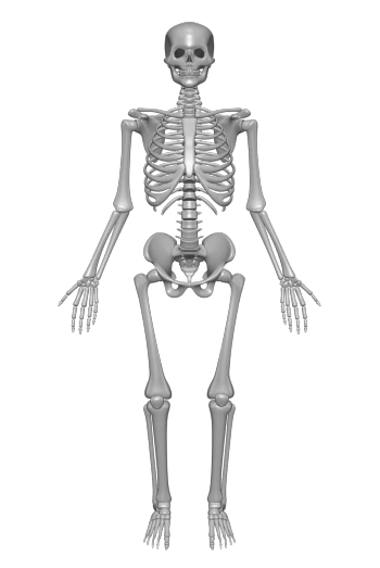 an image of a skeleton on a black background, a raytraced image, by Robert Koehler, zbrush central, 1128x191 resolution, extremely symmetrical, zoomed out to show entire image, scans from museum collection