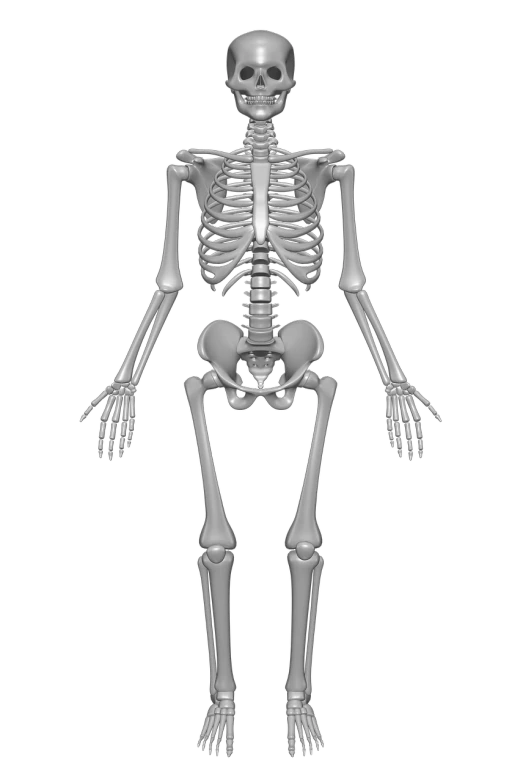 an image of a skeleton on a black background, a raytraced image, by Robert Koehler, zbrush central, 1128x191 resolution, extremely symmetrical, zoomed out to show entire image, scans from museum collection